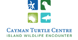 Cayman Turtle Center